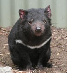 What does the future hold for Tasmanian devils?